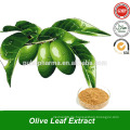 Olivenblatt Extrakt in Bulk Pulver mit Hydroxytyrosol &amp; Oleuropein Pulver aus Olive